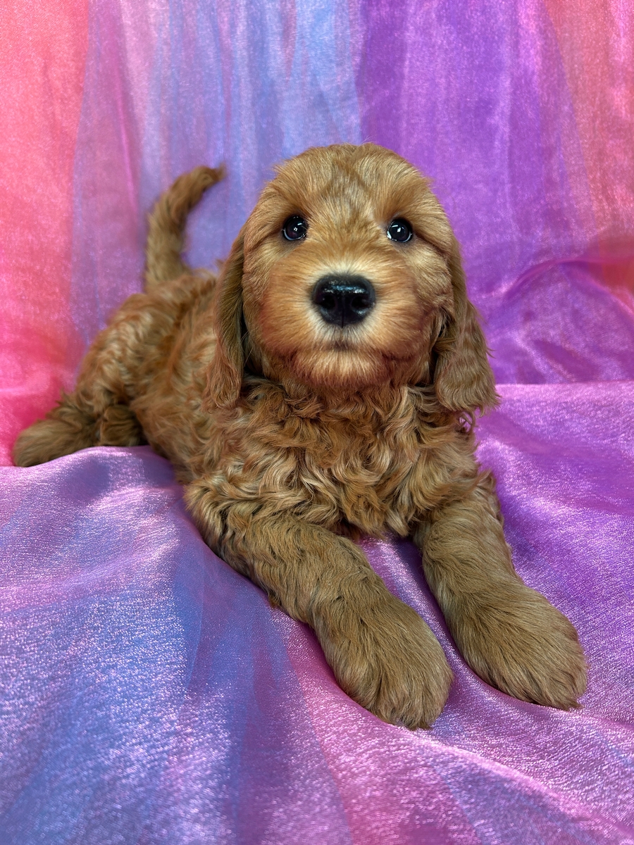 Male Mini Goldendoodle Puppy for Sale DOB 10-4-2024 $1200